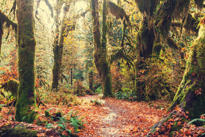 photo-wallpaper-fairies-forest