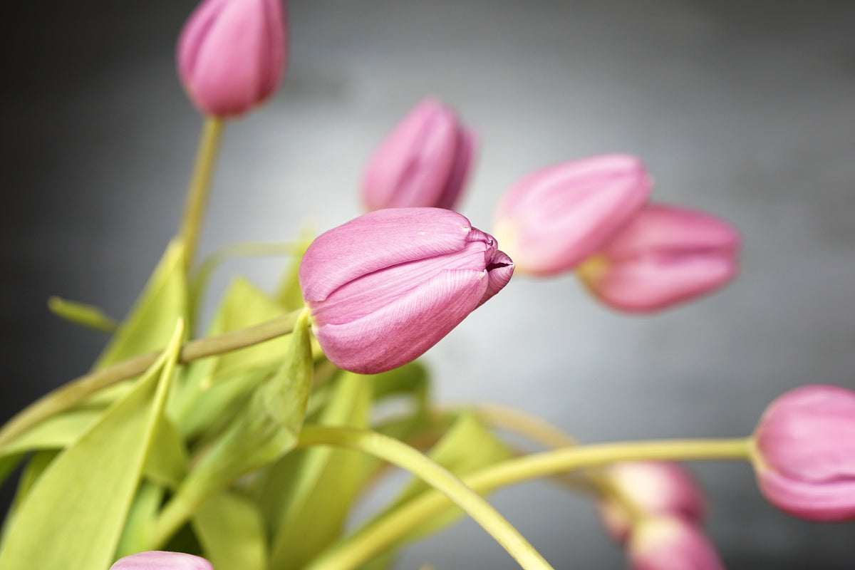 photo-wallpaper-the-tulip-bouquet-in-pink