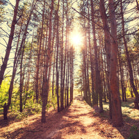 photo-wallpaper-light-at-the-end-of-the-forest-path