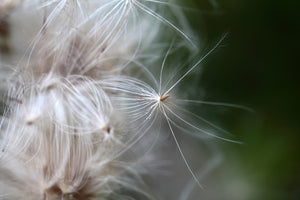 photo-wallpaper-close-up-flowers-fibers