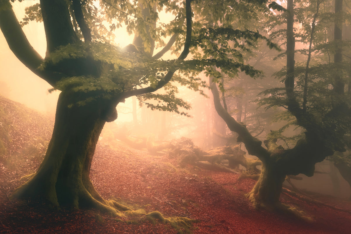 photo-wallpaper-fangorn-forest-x