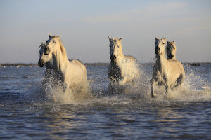 photo-wallpaper-horses-in-the-sea