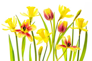 photo-wallpaper-vibrant-spring-x