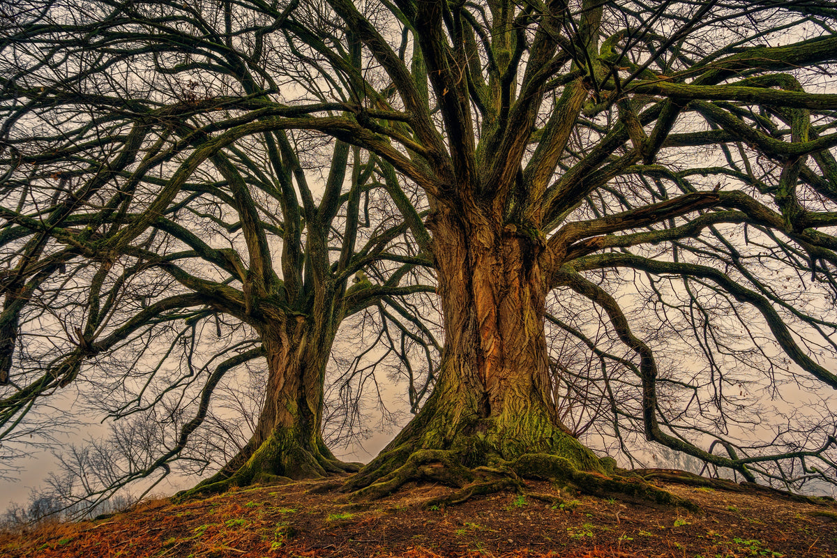 photo-wallpaper-ghostly-trees