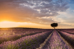 photo-wallpaper-destination-lavender-x