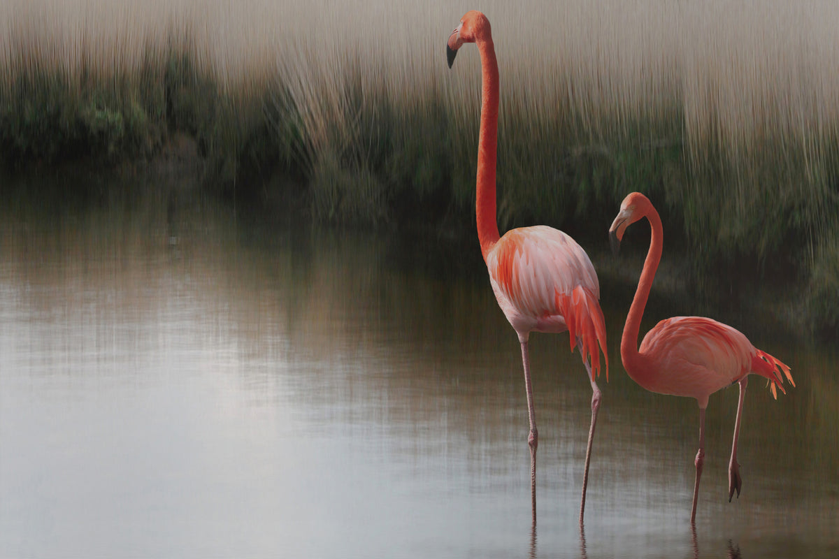 photo-wallpaper-red-flamingo-ii