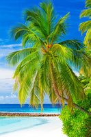 photo-wallpaper-the-palm