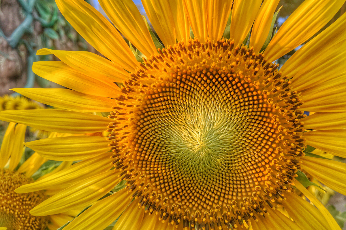 photo-wallpaper-inflorescence-of-a-sunflower