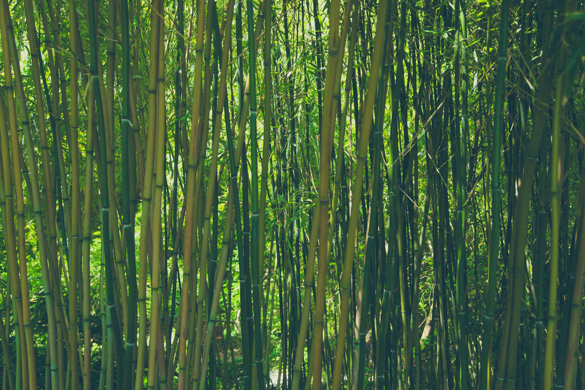 photo-wallpaper-in-the-middle-of-the-bamboo