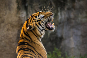 photo-wallpaper-attention-tiger