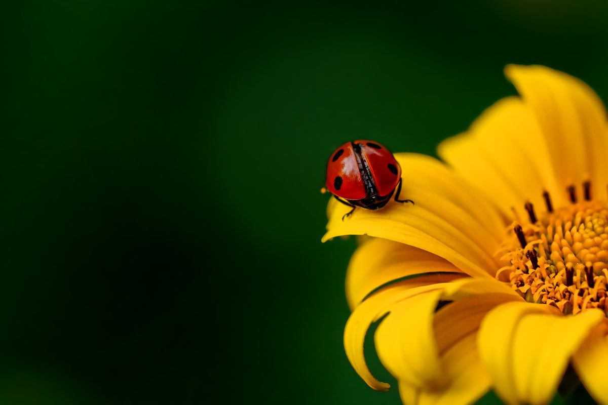 photo-wallpaper-ladybug-on-the-sunflower