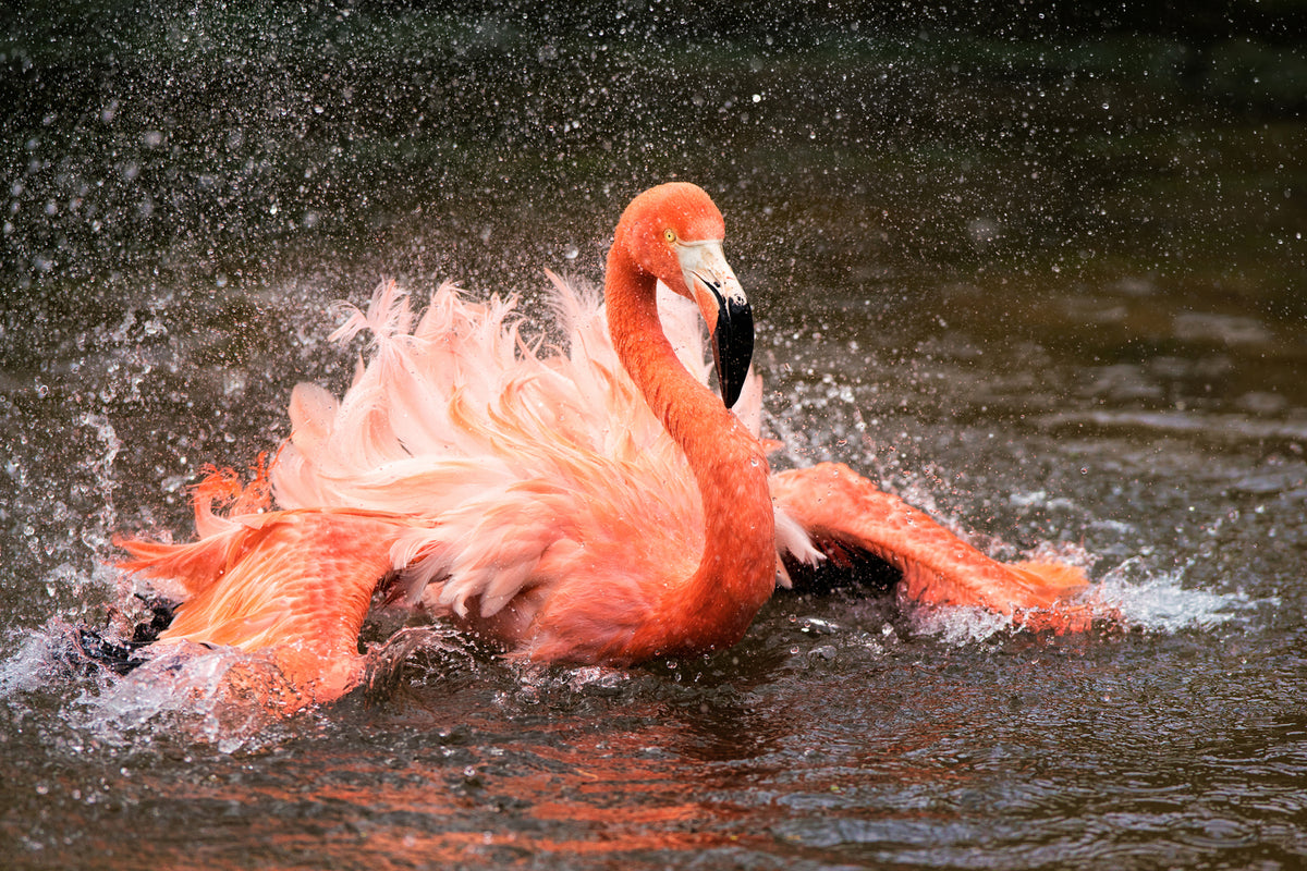 photo-wallpaper-bath