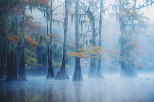 photo-wallpaper-foggy-swamp-morning-x