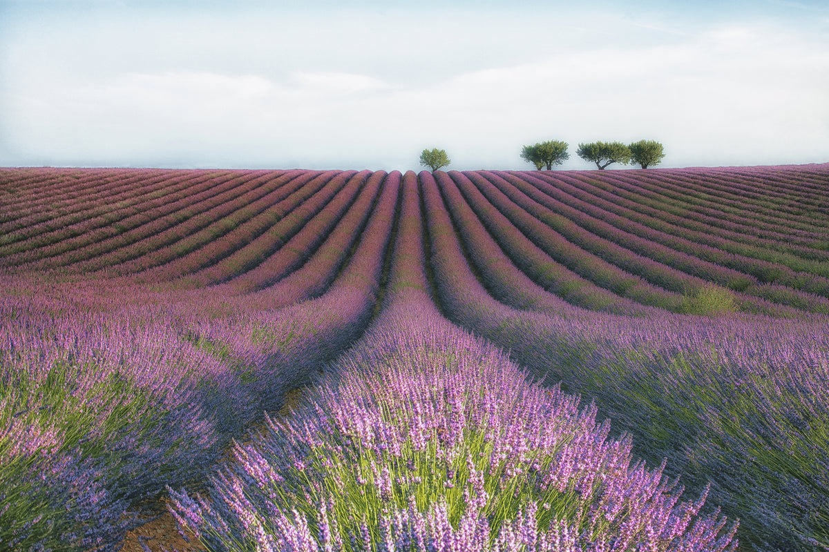 photo-wallpaper-velours-de-lavender