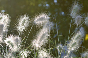 photo-wallpaper-ornamental-grasses-in-xl