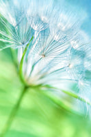 photo-wallpaper-macro-dandelion