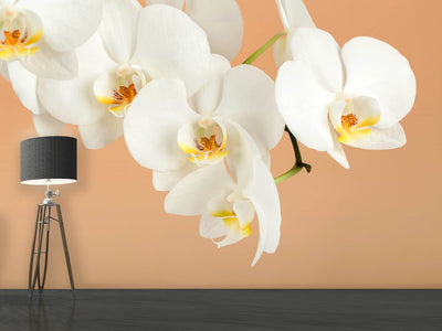 photo-wallpaper-white-orchid-flowers