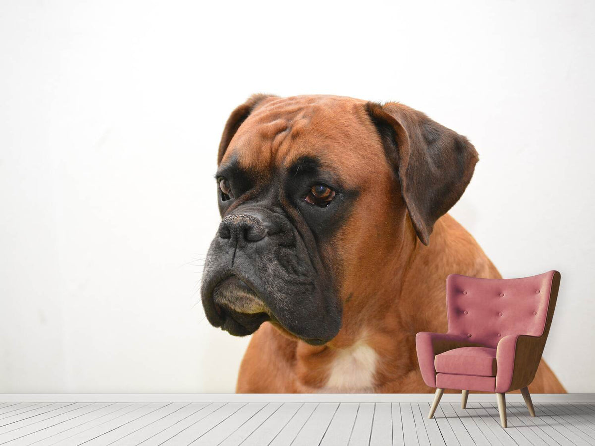 photo-wallpaper-boxer-the-watchdog