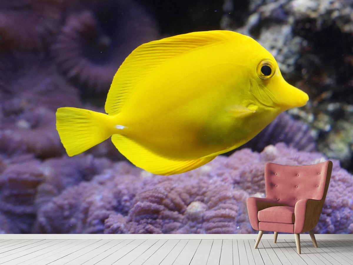 photo-wallpaper-the-lemon-doctor-fish