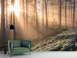 photo-wallpaper-foggy-morning-in-the-forest