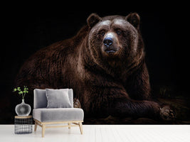 photo-wallpaper-bear-portrait-xav