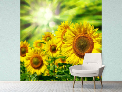 photo-wallpaper-the-sun-and-the-flowers