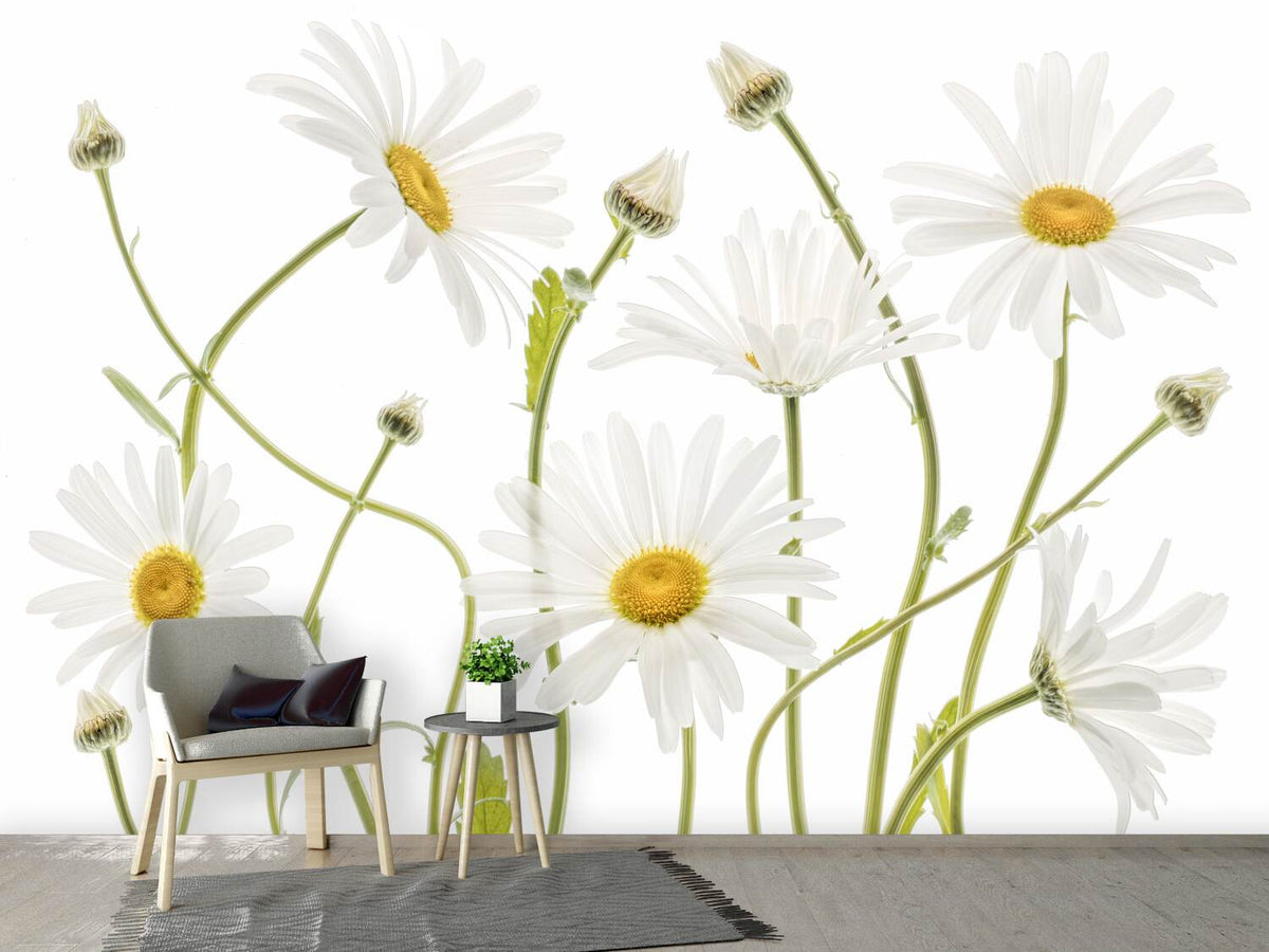 photo-wallpaper-ox-eye-daisies