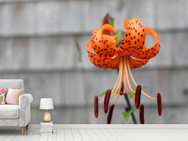 photo-wallpaper-the-blossom-of-the-tiger-lily