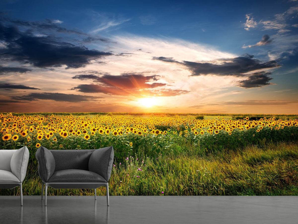 Blue Object Radiation Photo Wallpaper A Field Of Sunflowers