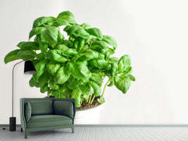 photo-wallpaper-basil-in-the-pot