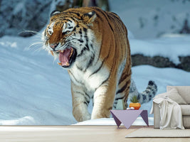 photo-wallpaper-tiger-in-the-snow