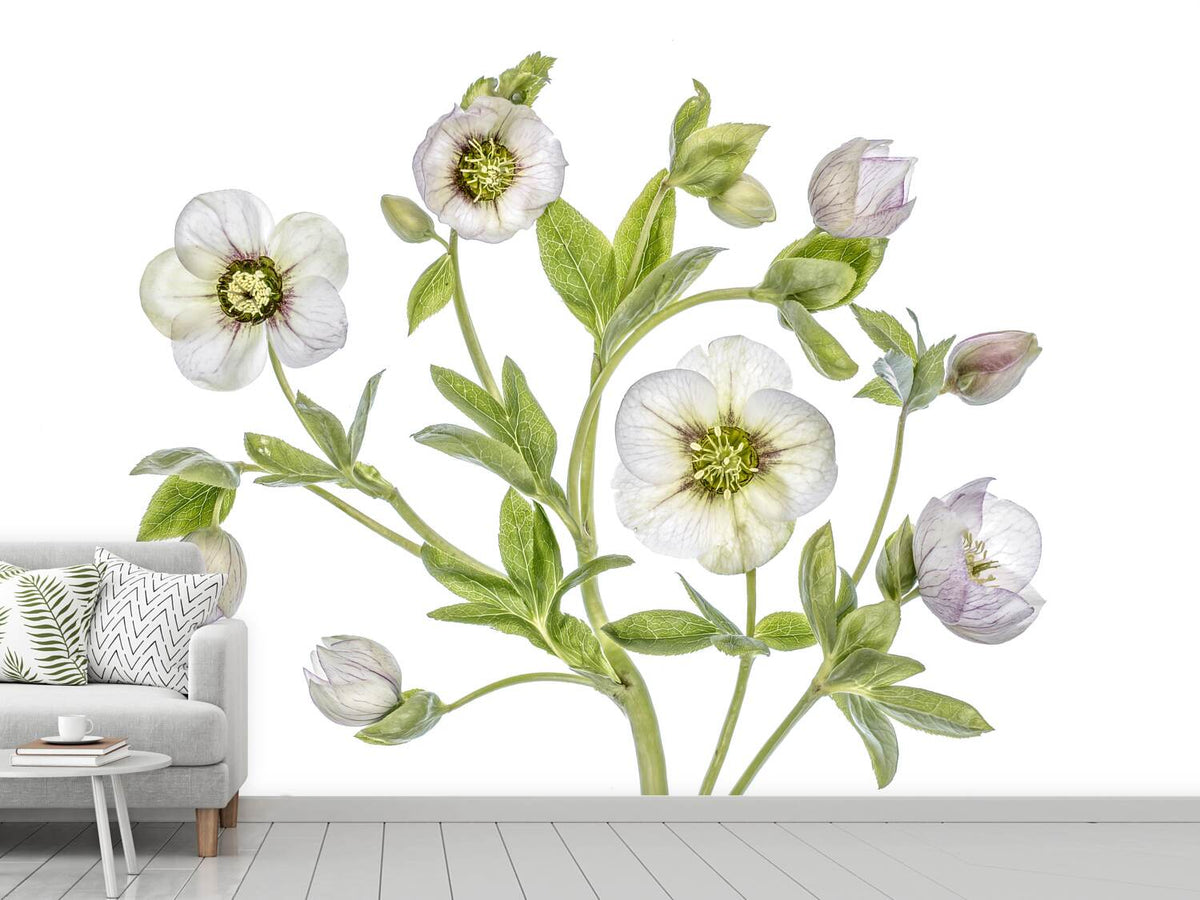 photo-wallpaper-hellebore-x