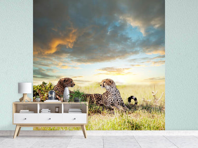 photo-wallpaper-cheetahs