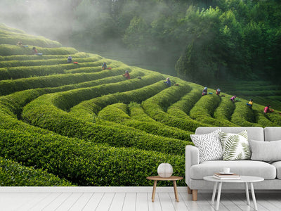 photo-wallpaper-green-tea-farm