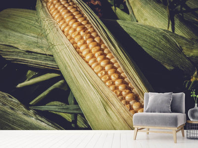 photo-wallpaper-fresh-sweetcorn