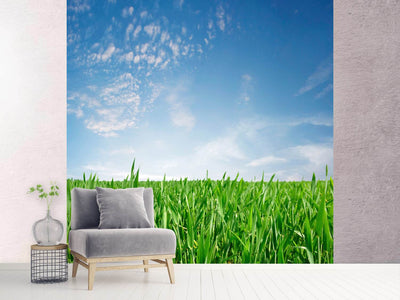 photo-wallpaper-the-grass