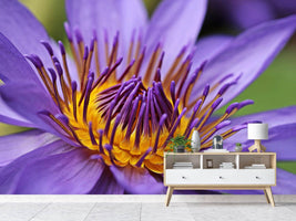 photo-wallpaper-xxl-water-lily-in-purple