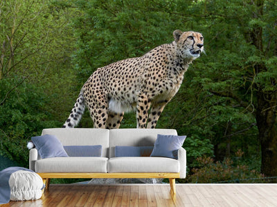 photo-wallpaper-cheetah-on-the-go