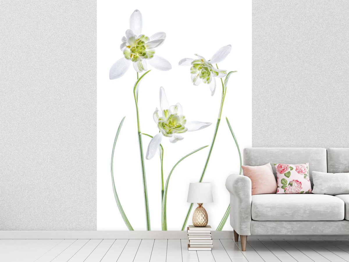 photo-wallpaper-galanthus-flore-pleno