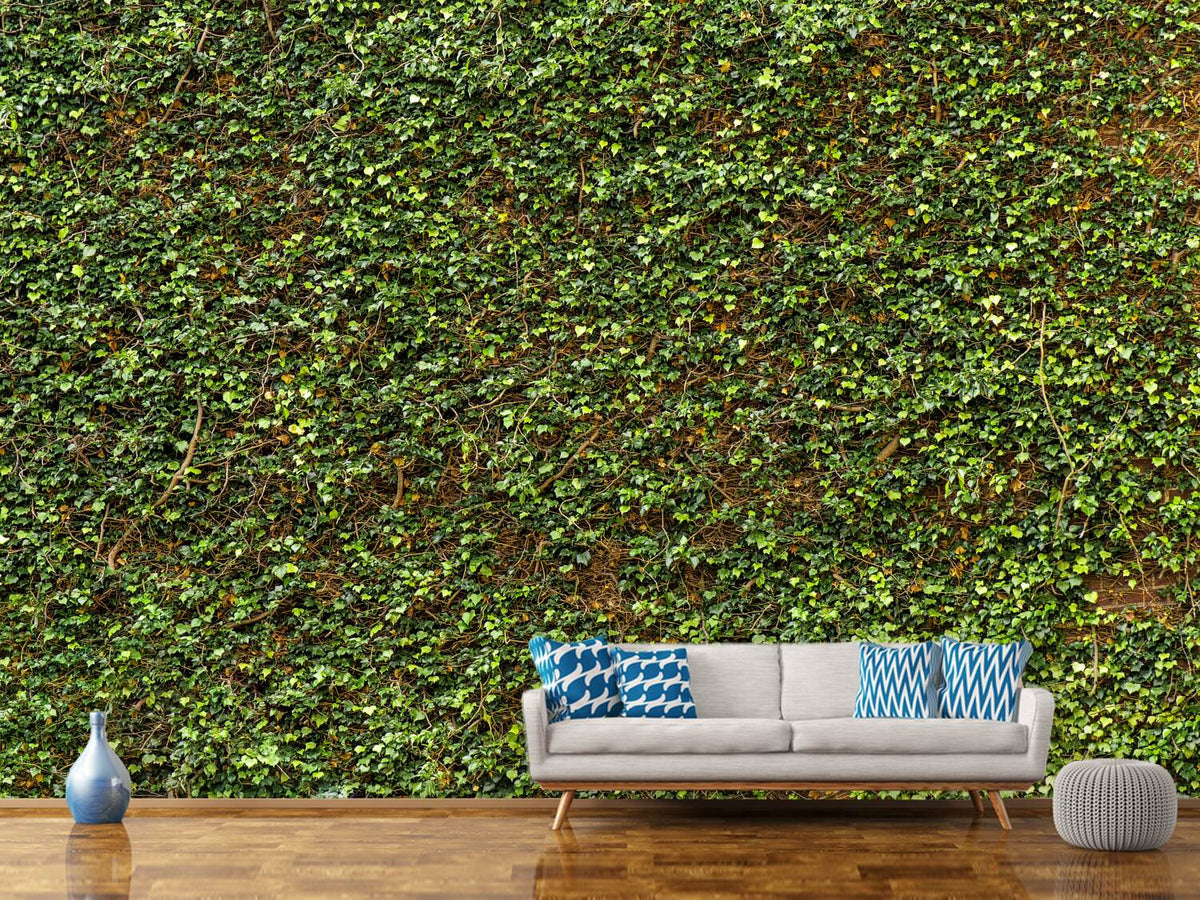 photo-wallpaper-green-ivy-leaves-wall