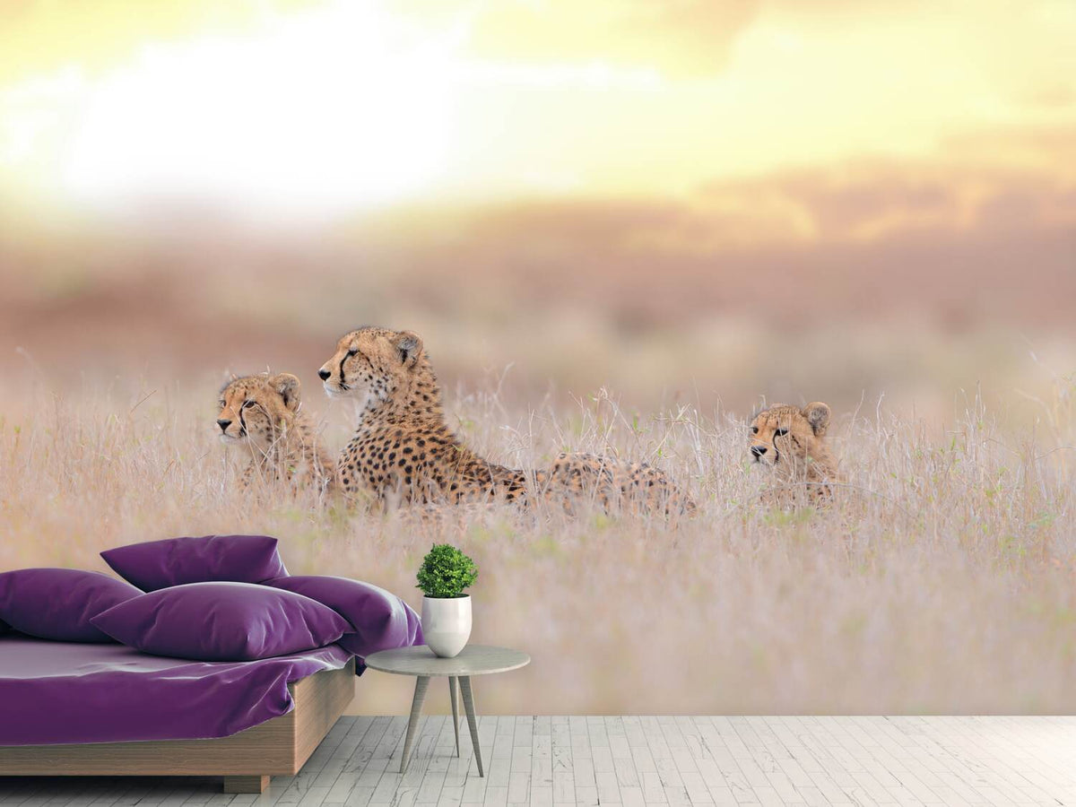 photo-wallpaper-cheetah-family-x