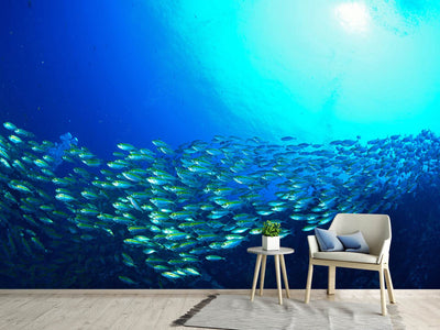 photo-wallpaper-shoal-of-fish