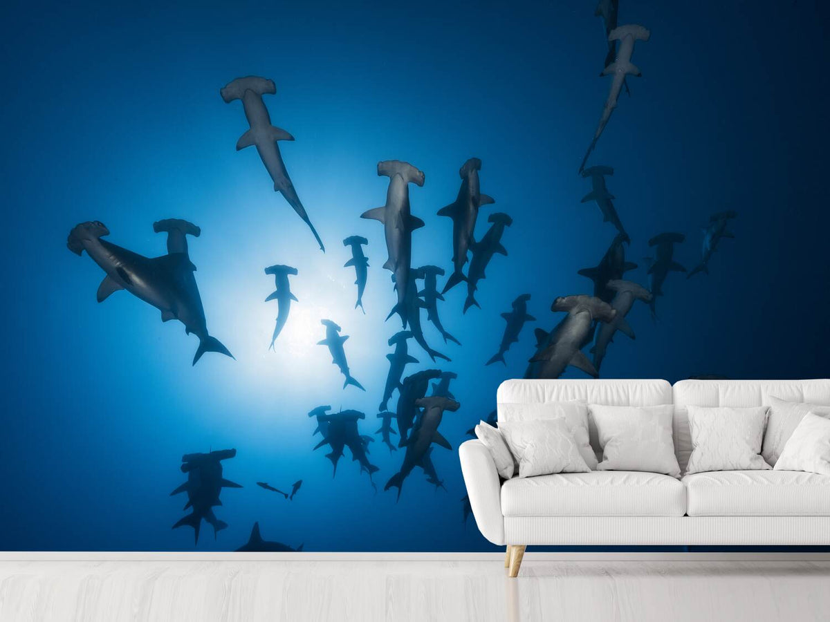 photo-wallpaper-hammerhead-sharks-in-the-light