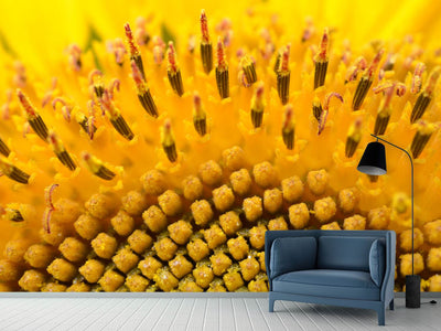 photo-wallpaper-the-buds-of-the-sunflower-in-xxl