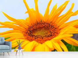 photo-wallpaper-big-sunflower