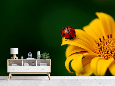 photo-wallpaper-ladybug-on-the-sunflower