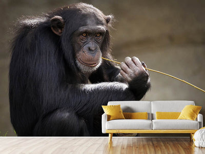 photo-wallpaper-sweet-chimpanzee