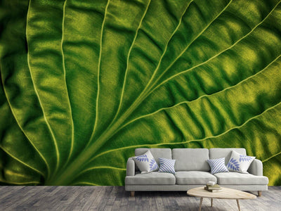 photo-wallpaper-leaf-of-a-hosta