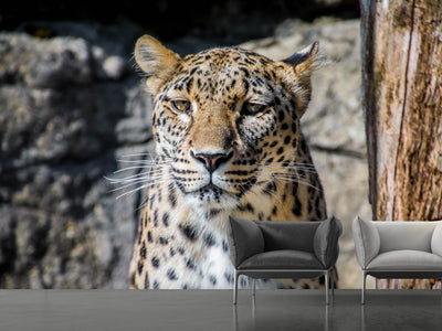 photo-wallpaper-leopard-in-wait