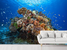 photo-wallpaper-underwater-biodiversity-x